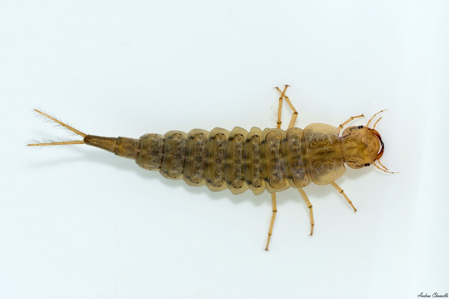 ID Colymbetinae larva